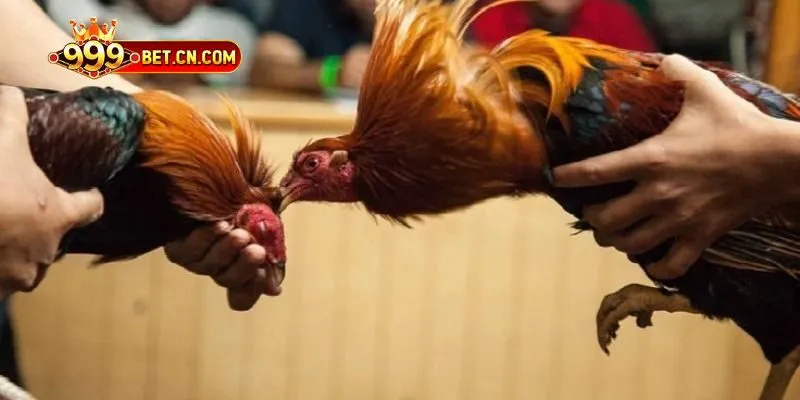 Yếu tố tạo nên nét đặc trưng của đá gà